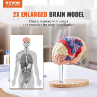 Vevor 313400 Модель людського мозку, навчання анатомії, модель мозку, 4 частини, етикетка, збільшення 2х Vevor 313400 Модель людського мозку, навчання анатомії, модель мозку, 4 частини, етикетка, збільшення 2х