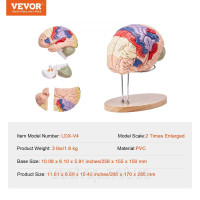 Vevor 313400 Модель людського мозку, навчання анатомії, модель мозку, 4 частини, етикетка, збільшення 2х Vevor 313400 Модель людського мозку, навчання анатомії, модель мозку, 4 частини, етикетка, збільшення 2х