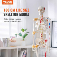 Vevor 313403 Модель скелета людини для анатомії, розмір в натуральну величину 182 см, точна анатомічна модель скелета з ПВХ зі
